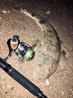 マゴチの釣果