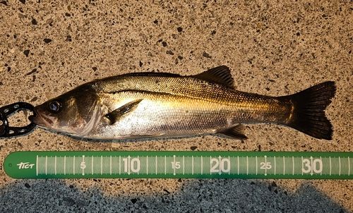 セイゴ(マルスズキ)の釣果