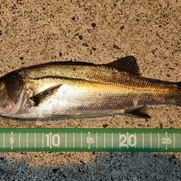 セイゴ（マルスズキ）