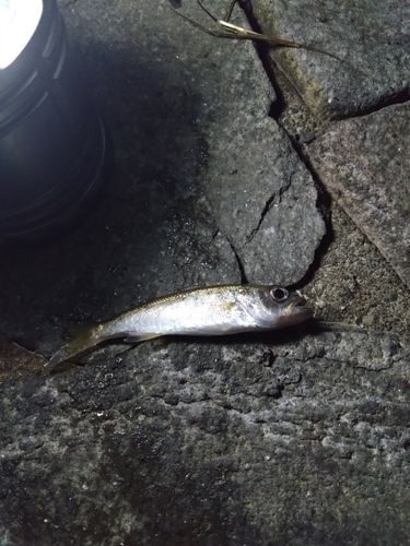 ムツの釣果