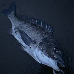 クロダイ