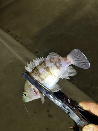 メバルの釣果