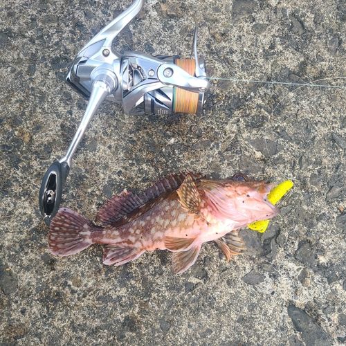 キジハタの釣果