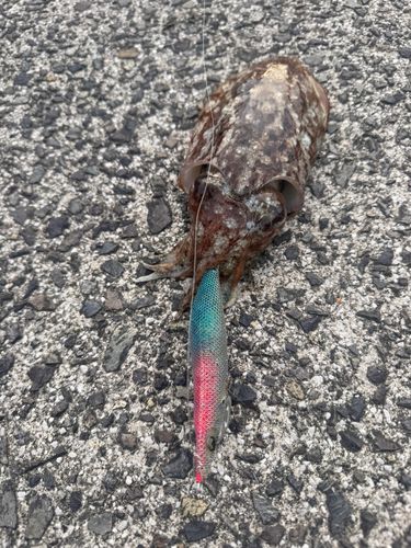 コウイカの釣果