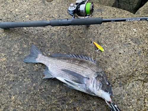 チヌの釣果