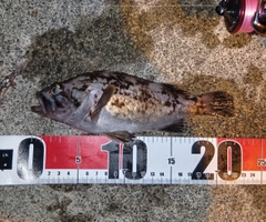 クロソイの釣果