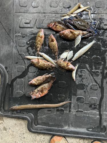 カサゴの釣果