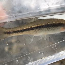 タカハヤ