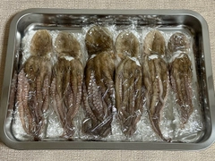 マダコの釣果