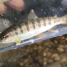 アマゴ