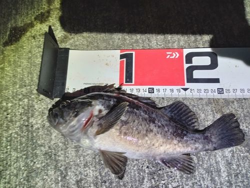 クロソイの釣果