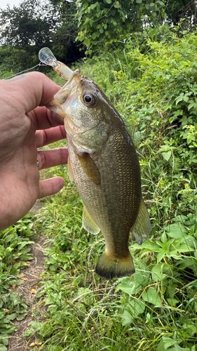 ラージマウスバスの釣果