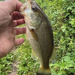 ラージマウスバス