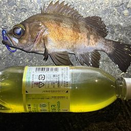 メバル