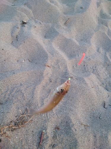 キスの釣果