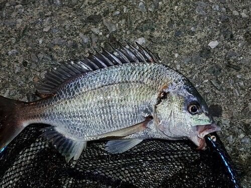 キビレの釣果
