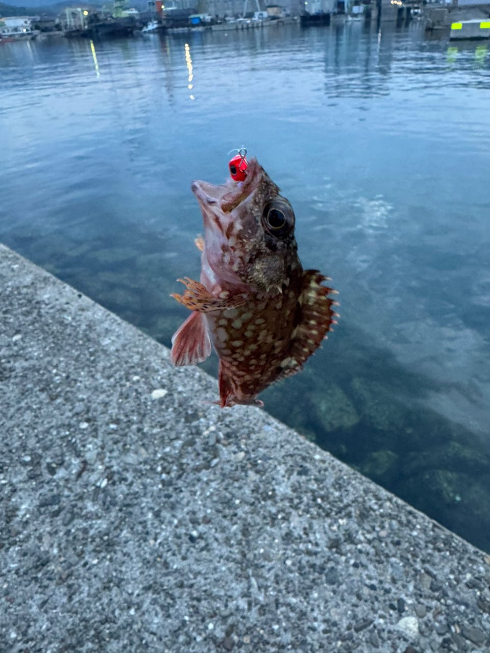 カサゴ