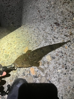 マゴチの釣果