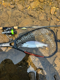 ヤマメの釣果