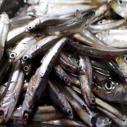 カタクチイワシ