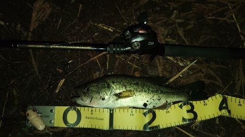 ラージマウスバスの釣果