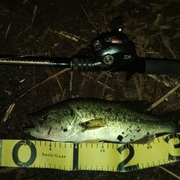 ラージマウスバス