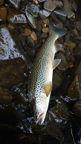 ブラウントラウトの釣果