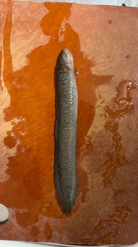ダイナンギンポの釣果