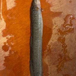 ダイナンギンポ