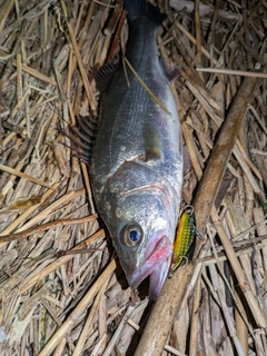 フッコ（マルスズキ）の釣果