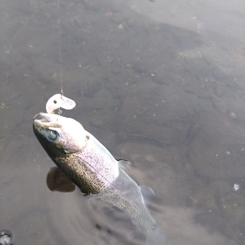 ニジマスの釣果