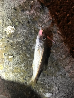 ムツの釣果