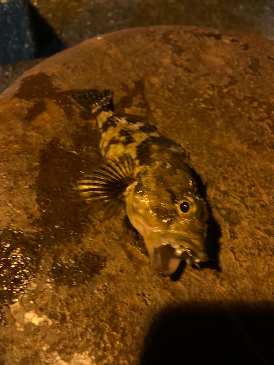 ムツ