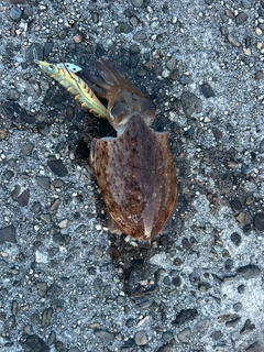 コウイカの釣果