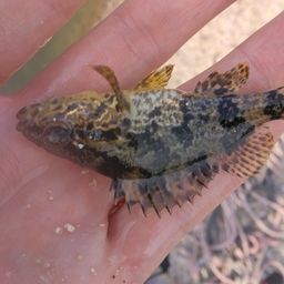 タケノコメバル