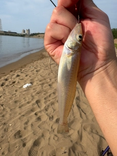 シロギスの釣果