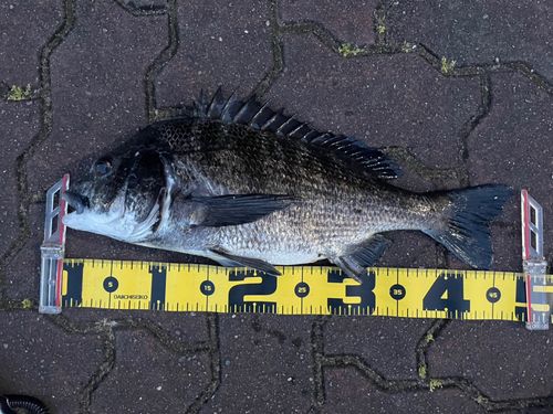 クロダイの釣果