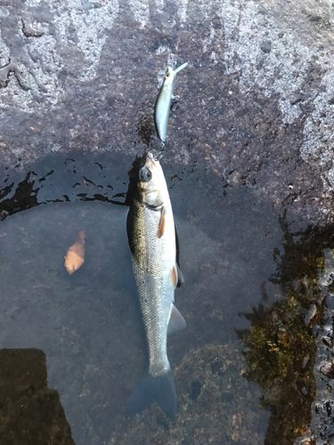 ウグイの釣果