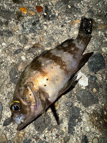 メバルの釣果