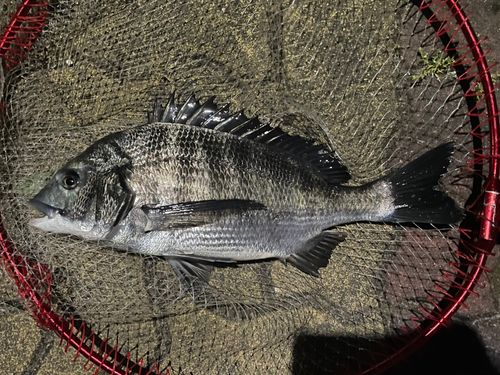 クロダイの釣果
