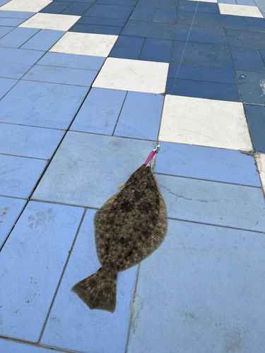 ヒラメの釣果