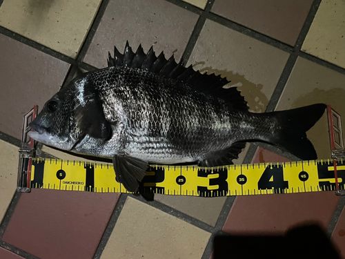 クロダイの釣果