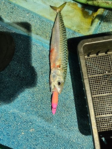 サバの釣果