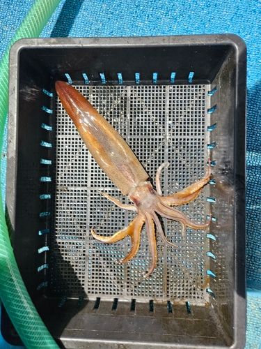 スルメイカの釣果