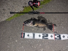 クロソイの釣果
