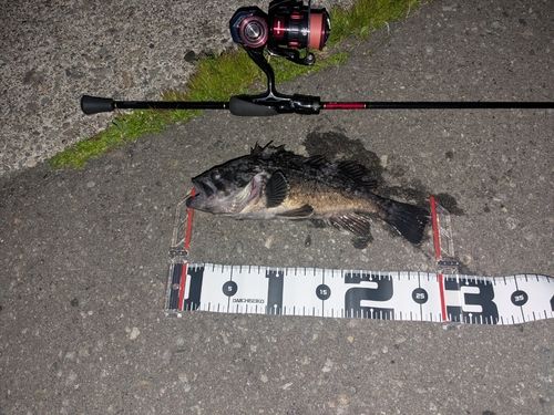 クロソイの釣果