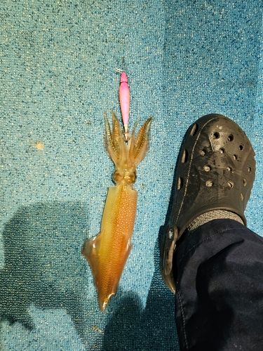 釣果
