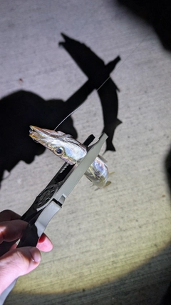 カマスの釣果