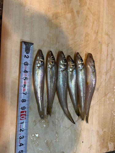 キスの釣果