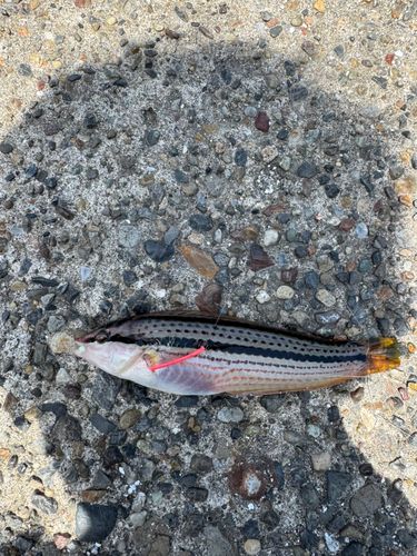 キュウセンの釣果